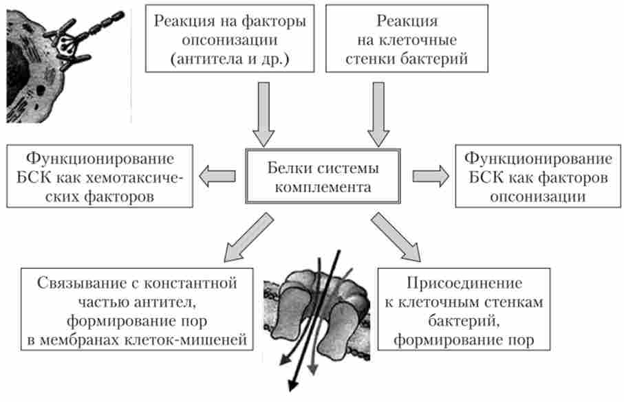 ������� ���������� � ������� ���� ������� ����������� (���)