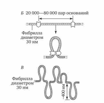 �������� ��������� ��������� - ���������� ���������