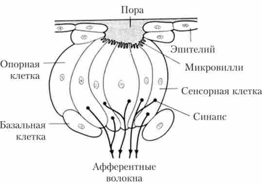 ������� �������, ��� ��������