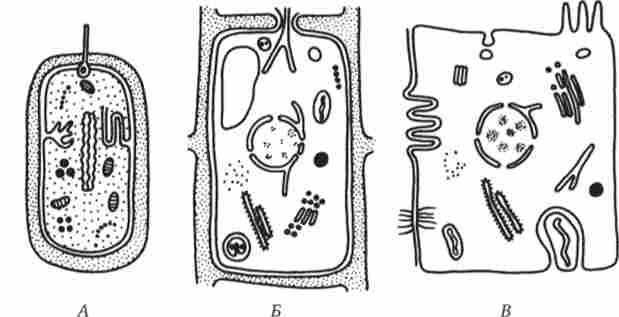 ����� ���� ���������� ����������� �����