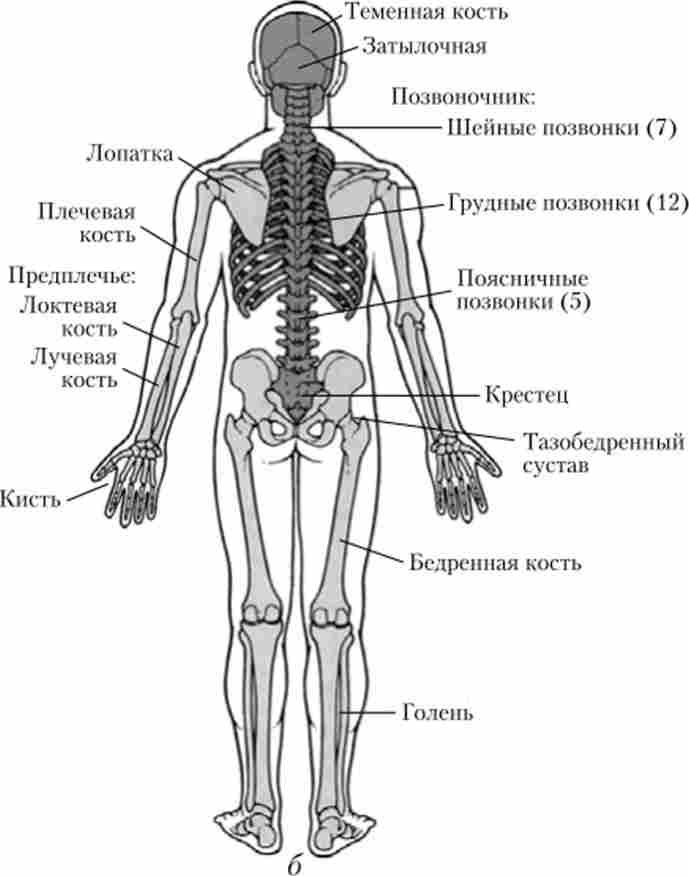 ����� ������� ������