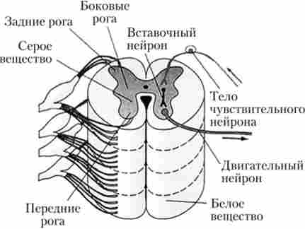 ������ �������� �����