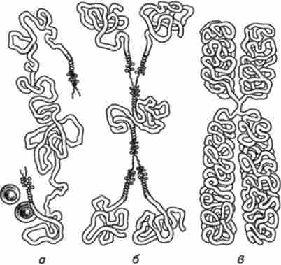 ����� �������������� �������� (�� �. �. ������)