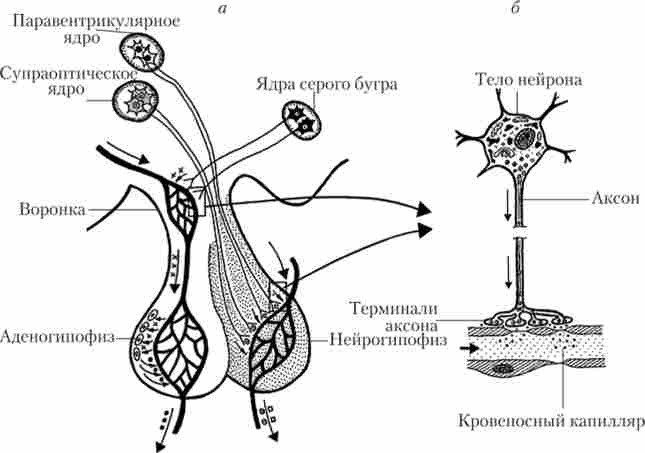 ó��������-���������� ������� (�) � ����-��������� ������ (�)