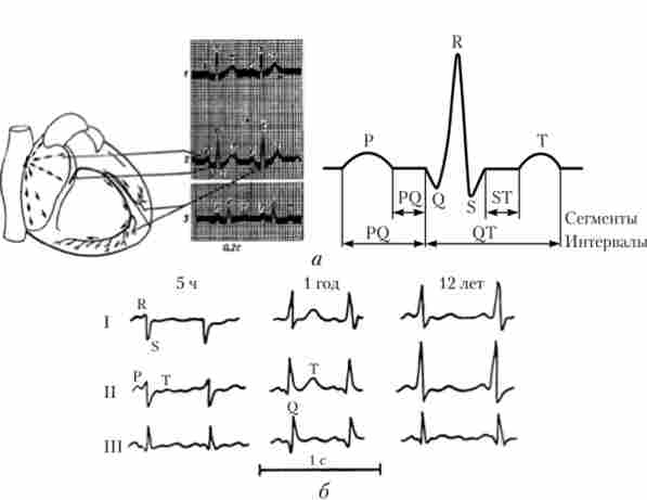 ����������������� ������� ������ (�); ����������������� ��������������� (5 �), ���� 1 ���� � 12 ���� (�)
