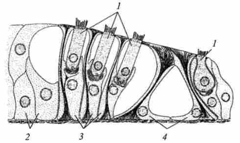 ������ �������� ������