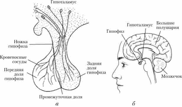 ������ (�) � ������������ (�) �������