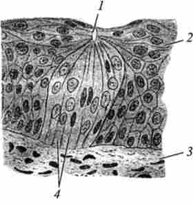 ������ �������� ����������� ������� ����