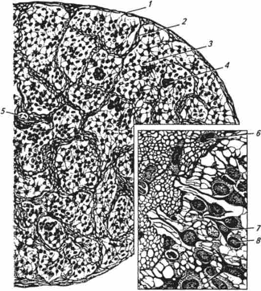 ������ ������