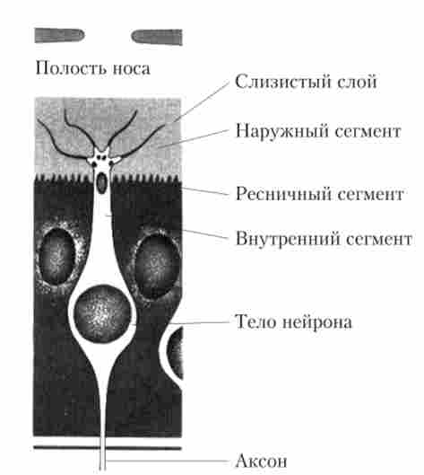 ������� ��������