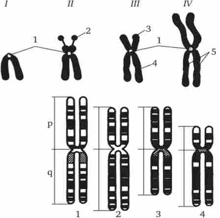 ����� ��������