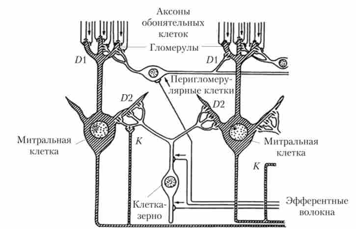 ����� ���� � ������ ��������