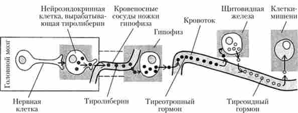 ĳ� ������������� ������� �������