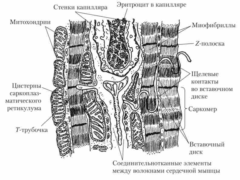 ̳���������� ������ ��������� �'��� (������� � ��������������)
