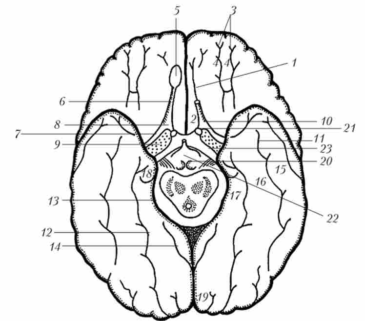 ����� �������� ������