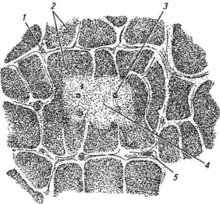 ������ ������ (�� �. �. �������)