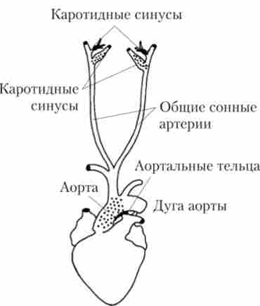 ����������� � ��������� ����� �������