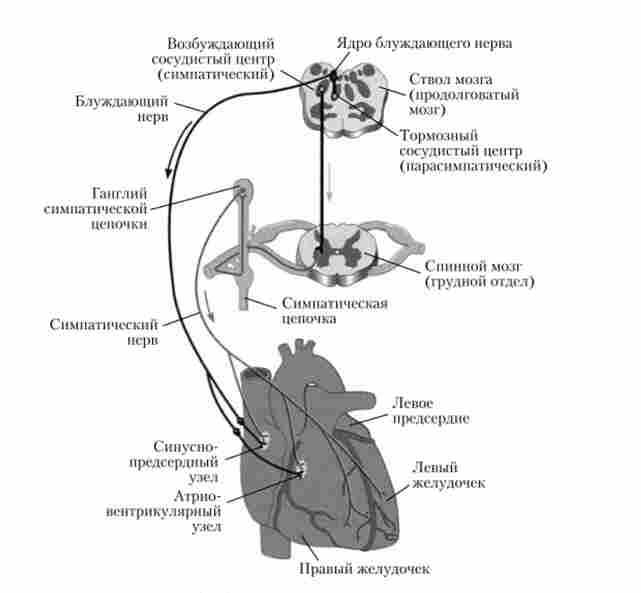 ���������� �����