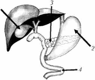 ����� ����������������� ����� ��������������������� �������� � ����������� �������� � �������� �����