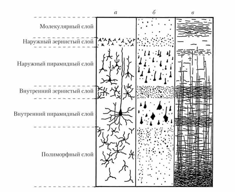 ���� �����������