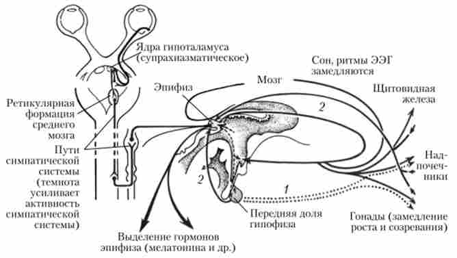 ������� ������