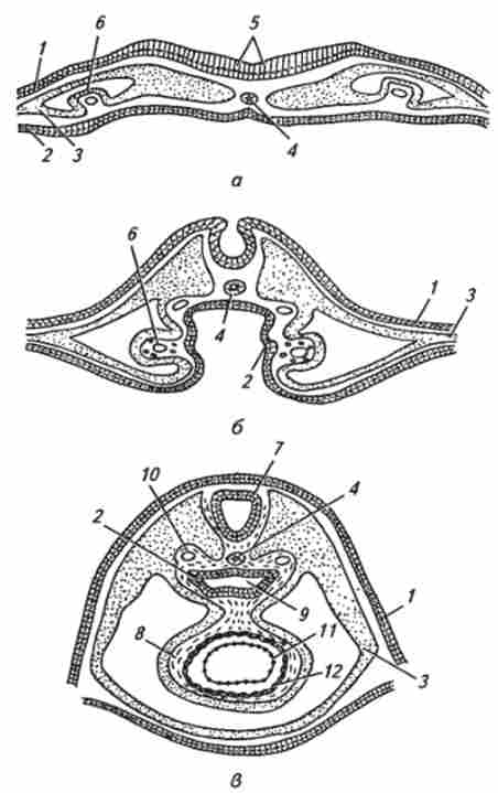 �������� ����� (�� �. �. �������)