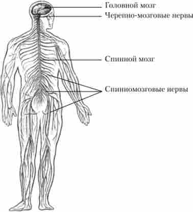 ������ ������� �������