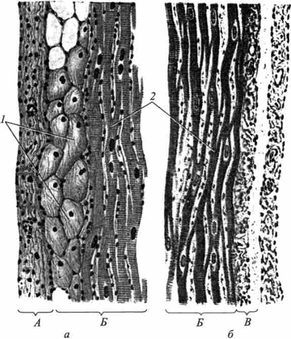 ������ �������� �����