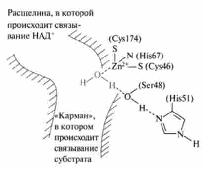 �������� ����� �������������������� � ������� ���� (�� �. ������)