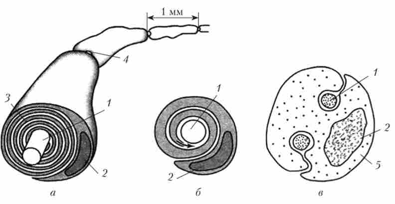 ���������� 쳺����� �������� ������
