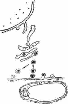 ����� ������������ ������� � ���������