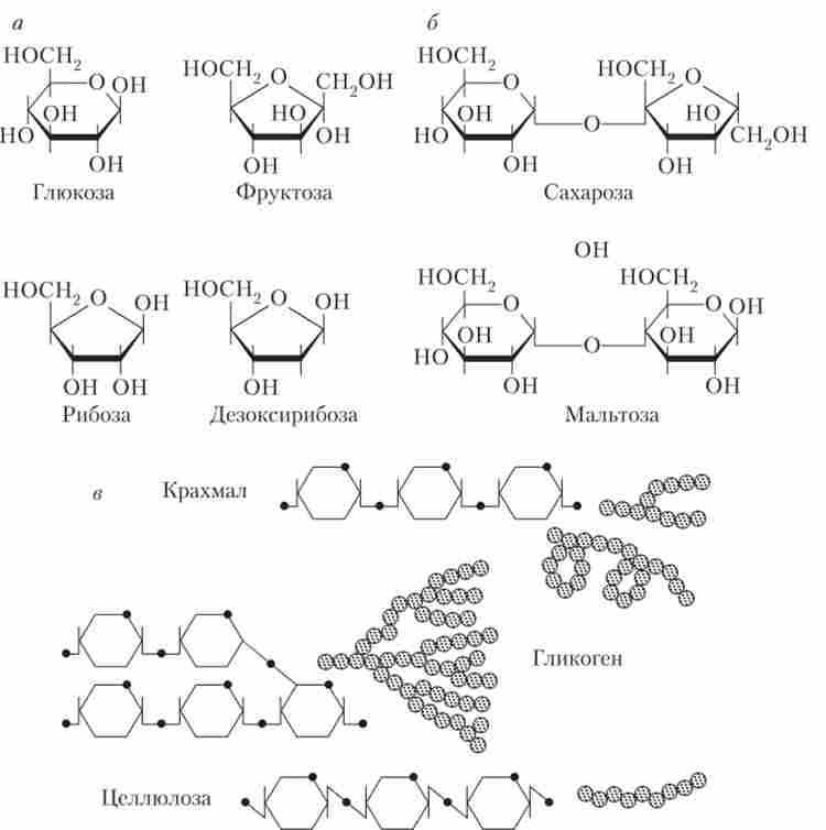 ������ ������ ���������