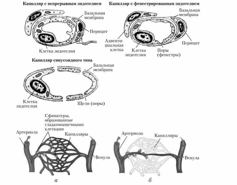 ������������������ ����� (�����)