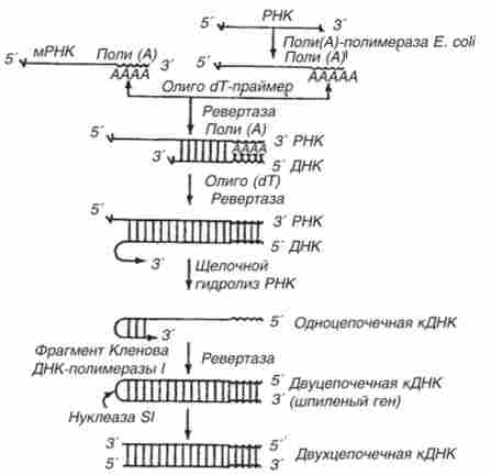 ����� ��������� ���� � ������������� ��������� ����� ��������� ������������ � ����� ���������� ��������