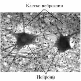 �������, ������� �������� ������볿 (������� ���������)