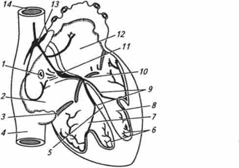 ������� ������� ����� (�� �. �. �������)