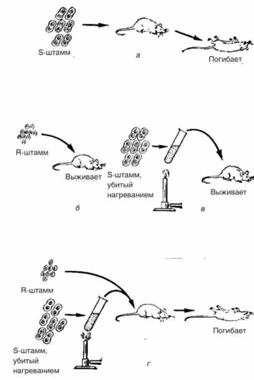 ������������� ���������� � ������� �. �������