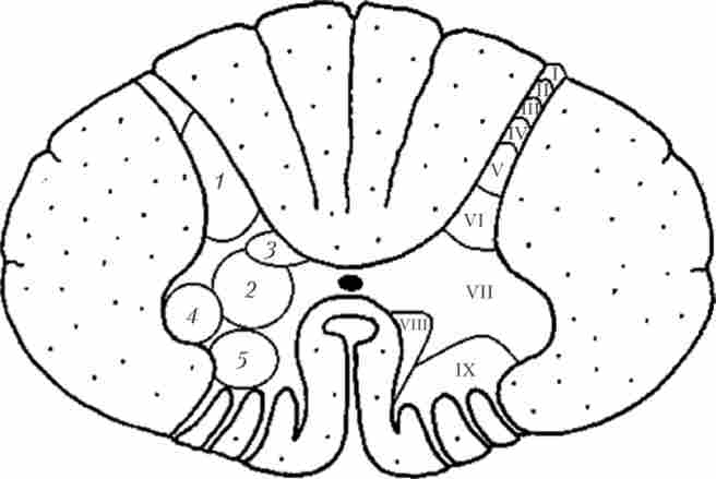 ����� ������������ ������� (I-IX) (��������) �� �������� ���� (����) ��� �������� �������� �����