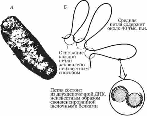 ���������� ����������� ������������� ��� (�������)