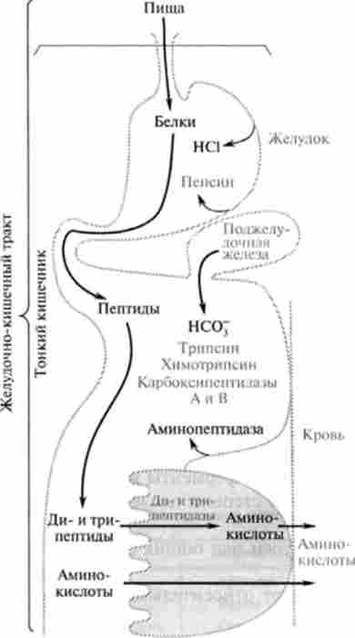 ����� ��������� ���������� ������� ���� � ��������-��������� �����