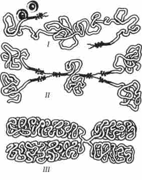 ���������� ����������� ��������� � ������������