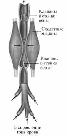 ������� � ����� ���