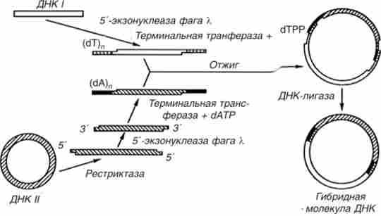 ����� ������������ ������ ��������� �������� ������� ���