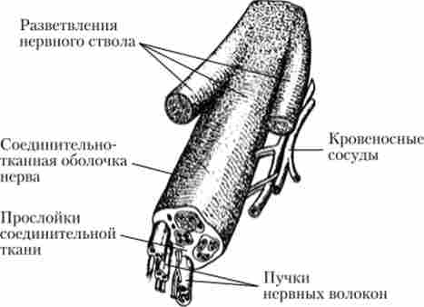 ������ �����