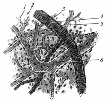 �������, ��������, ������