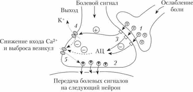 �������� �������� �������� �������� ������� �� ���� ����������� ��������