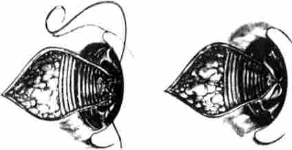 ����� ������������쳳 �� ̳������ - �������