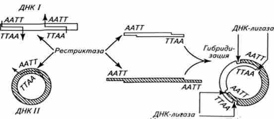 ����� �������������-������ ������ ��������� �������� ������� ���