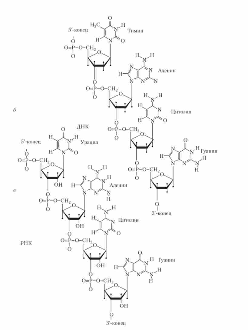 ���������. ���������� �������
