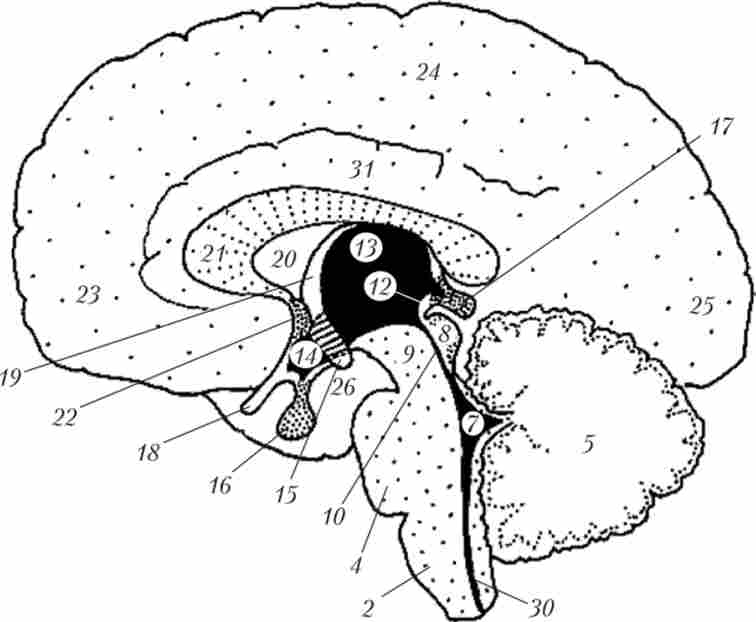 ������������ (����������) ��� ����� �������� �����